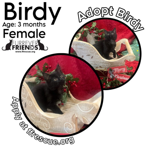 Birdy
