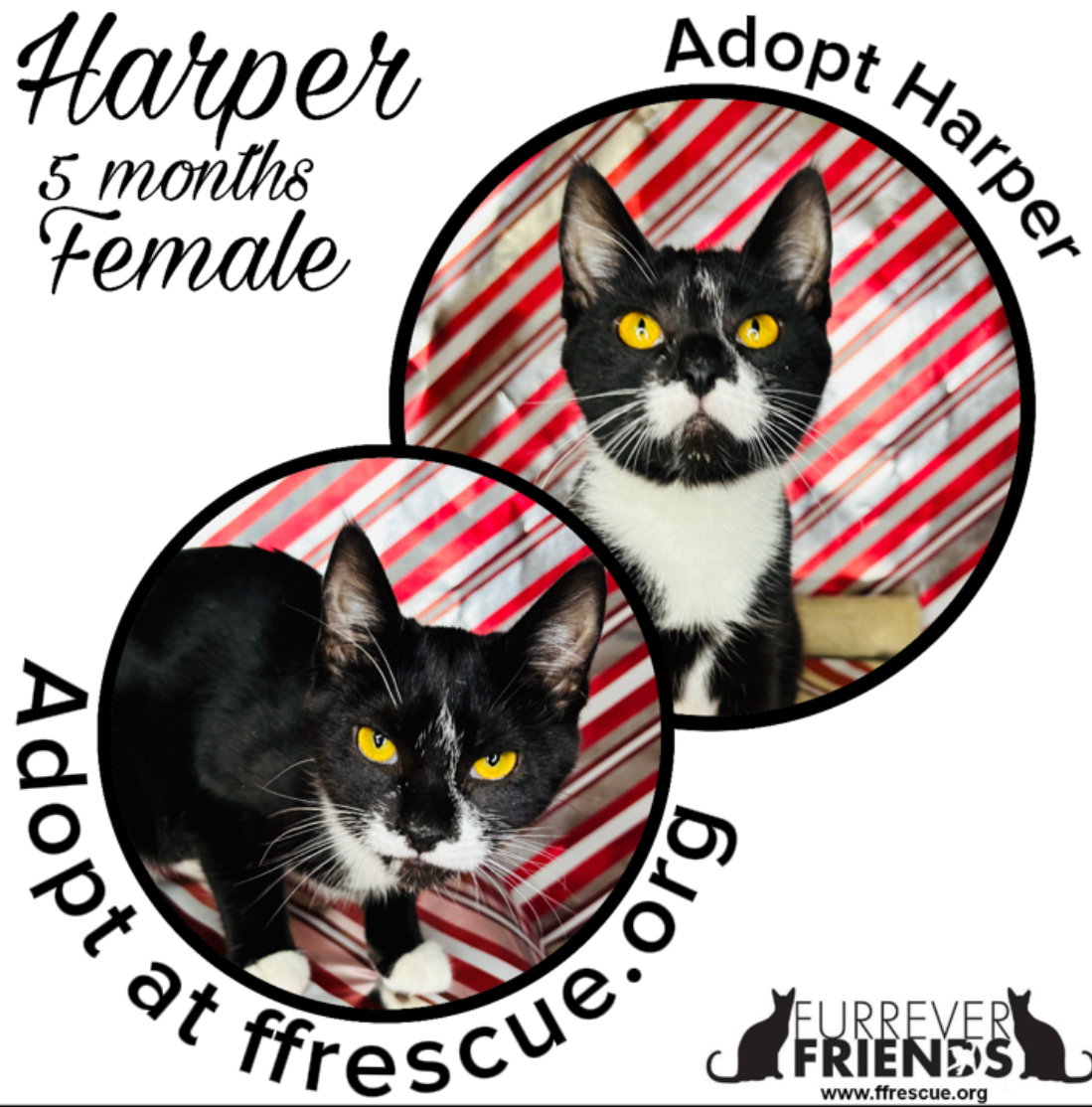 Harper