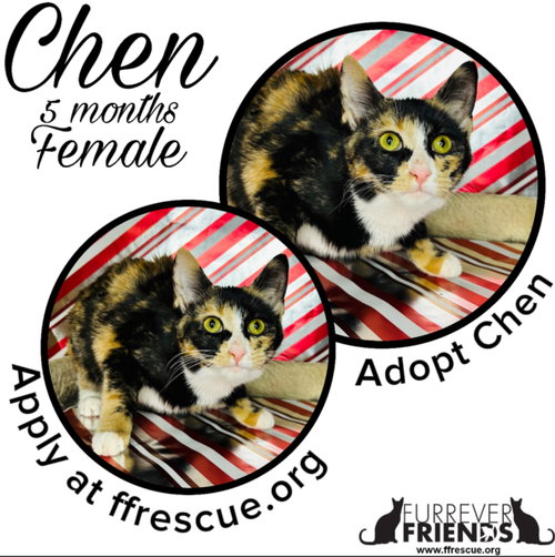 picture of the cat needing adoption