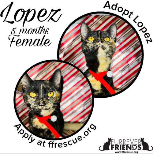 picture of the cat needing adoption