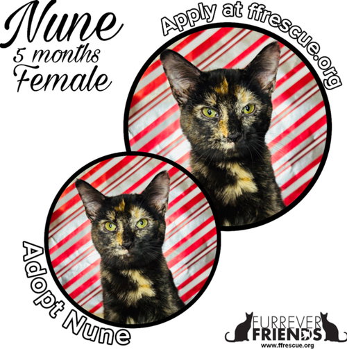 picture of the cat needing adoption