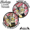 Bishop - Photo 1