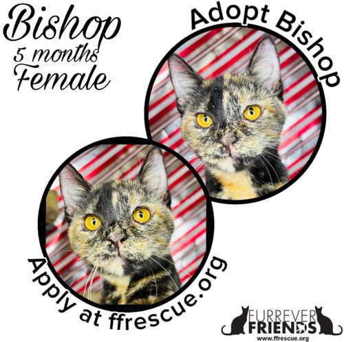 picture of the cat needing adoption
