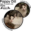 Pappy Dill - Photo 1