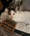 Pappy Dill - Photo 2