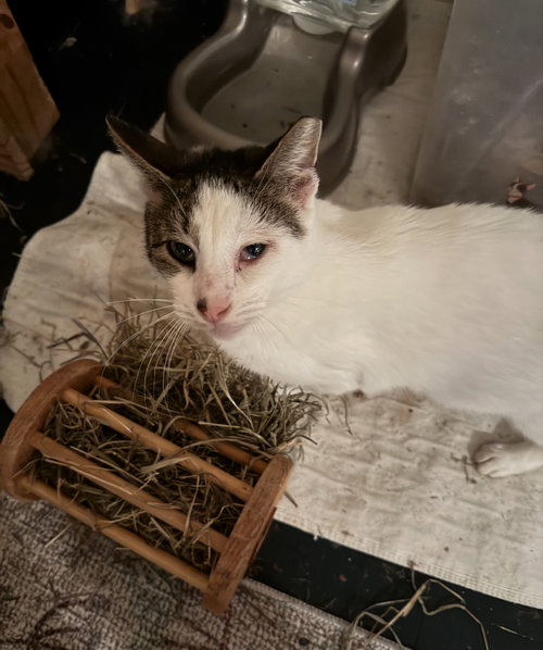 PAPPY DILL - Domestic Short Hair available for adoption