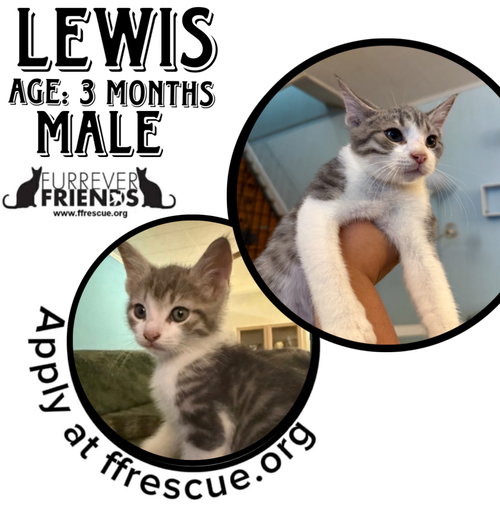 LEWIS - Domestic Short Hair available for adoption