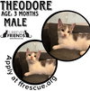 Theodore - Photo 1