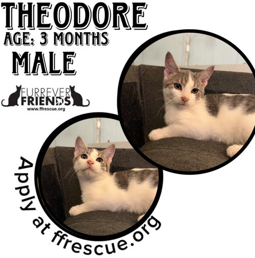 THEODORE - Domestic Short Hair available for adoption