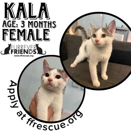 KALA - Domestic Short Hair available for adoption