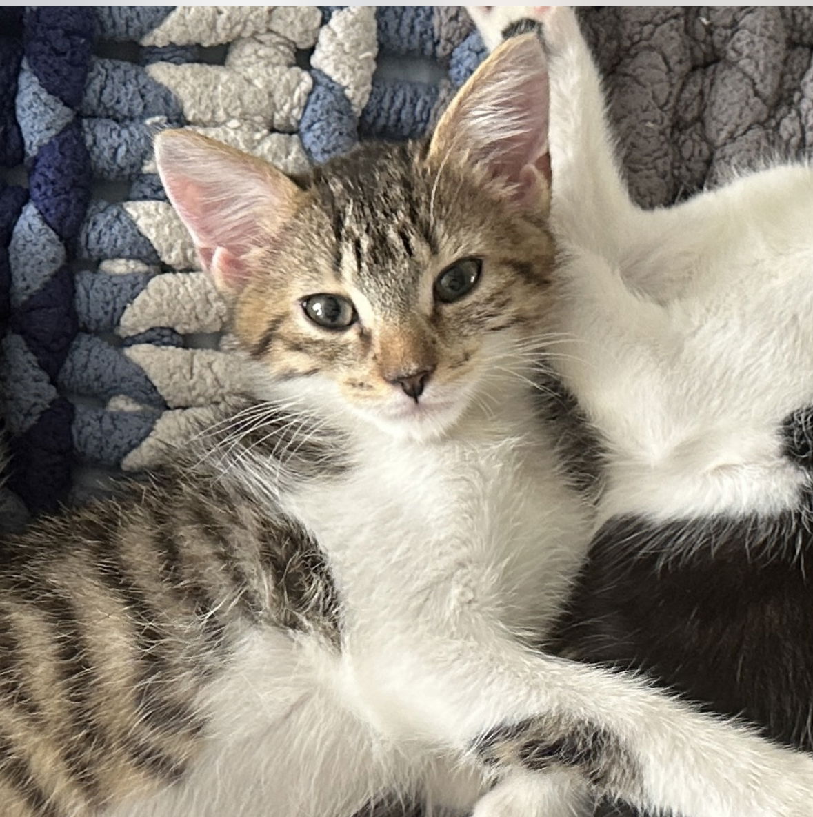 Cats for Adoption in Bethel, Connecticut | Alpha Paw