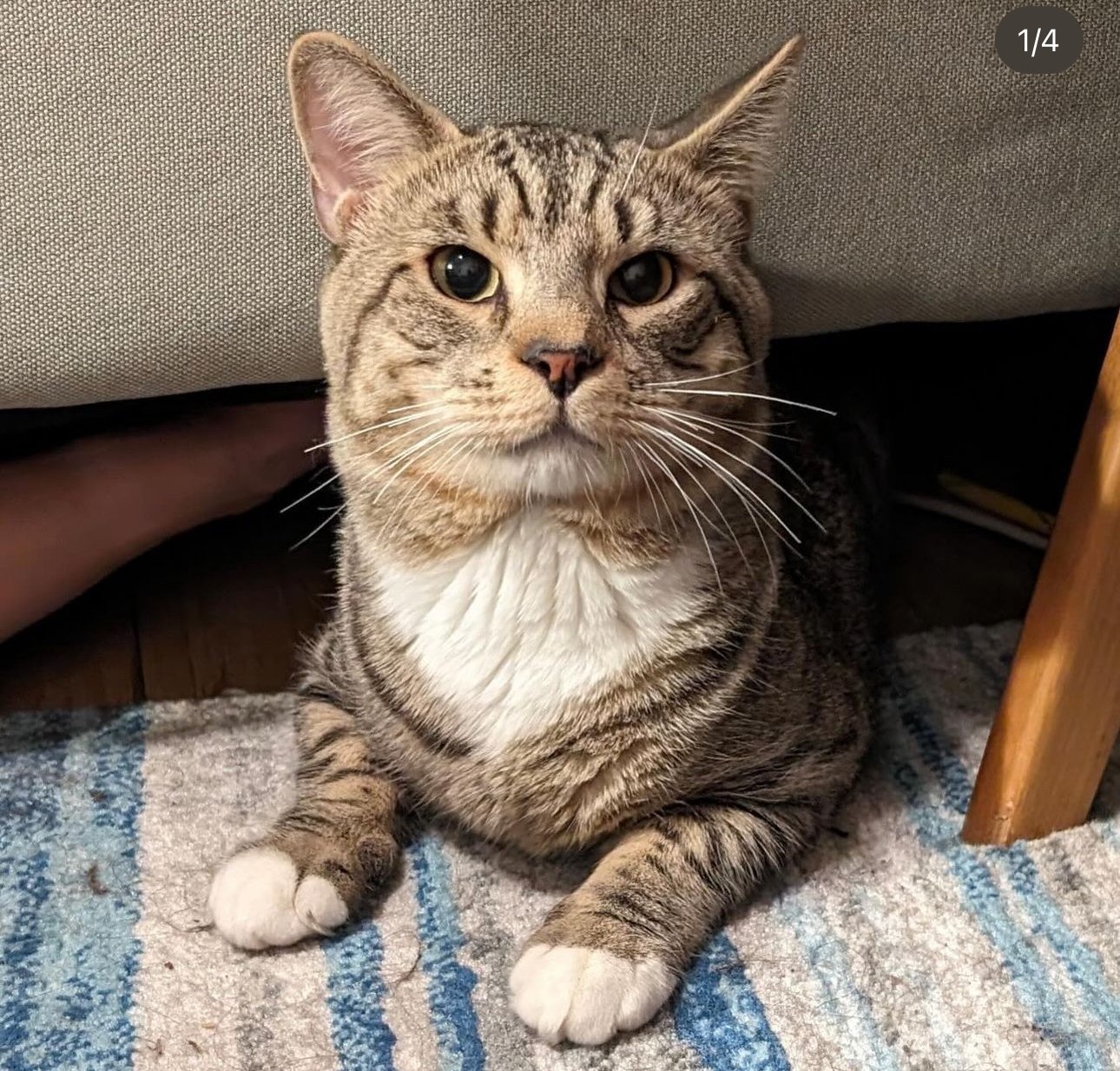 adoptable Cat in New York, NY named Edward
