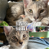 adoptable Cat in  named Banter & Babble