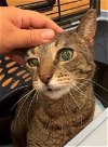 adoptable Cat in york, NE named Clarice
