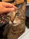 adoptable Cat in New York, NY named Clarice