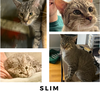 adoptable Cat in New York, NY named Slim