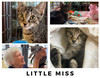 adoptable Cat in New York, NY named Little Miss