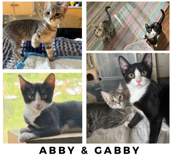 adoptable Cat in New York, NY named Abby & Gabby