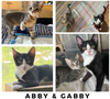 adoptable Cat in New York, NY named Abby & Gabby