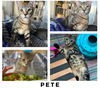 adoptable Cat in New York, NY named Pete