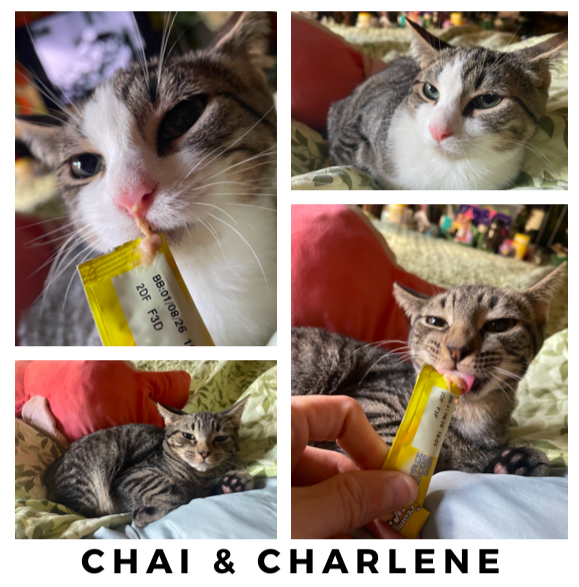 adoptable Cat in New York, NY named Chai & Charlene