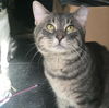 adoptable Cat in New York, NY named Opie