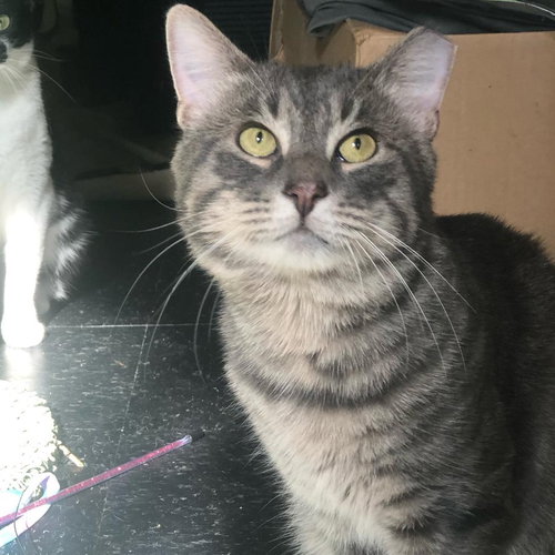 Opie, Adult Domestic Short Hair / Mixed (short coat), cat for adoption in Clifton, New Jersey