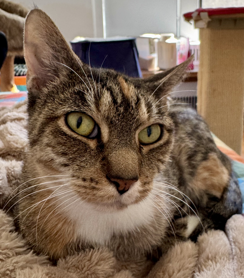 Rover, Adult Domestic Short Hair, cat for adoption in Clifton, New Jersey