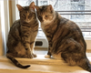 adoptable Cat in  named Bunsen & Beaker
