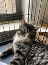 adoptable Cat in New York, NY named Matlock