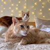 adoptable Cat in New York, NY named London & Turin