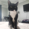 adoptable Cat in New York, NY named Joey