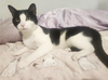 adoptable Cat in New York, NY named Chandler