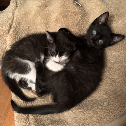 Simon & Garfunkel, Baby Domestic Short Hair, cat for adoption in Clifton, New Jersey