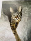 adoptable Cat in , NY named Chiffon