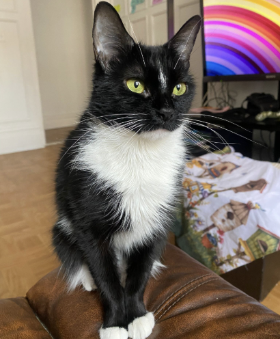 Persephone & Salem, Adult Domestic Long Hair, cat for adoption in Clifton, New Jersey
