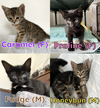adoptable Cat in , NY named Caramel, Praline, Fudge, & Honeybun