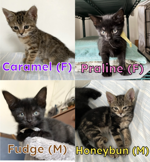 Caramel, Praline, Fudge, & Honeybun
