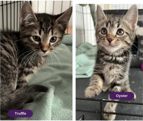 Truffle & Oyster, Baby Domestic Short Hair, cat for adoption in Clifton, New Jersey