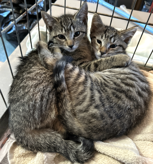 Bells & Whistles, Baby Domestic Short Hair, cat for adoption in Clifton, New Jersey