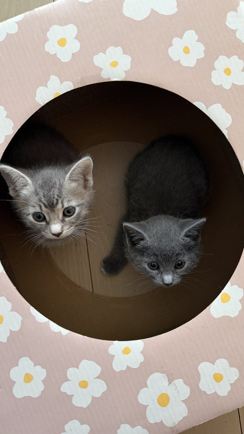 Sakura & Haru, Baby Domestic Short Hair (short coat), cat for adoption in Clifton, New Jersey