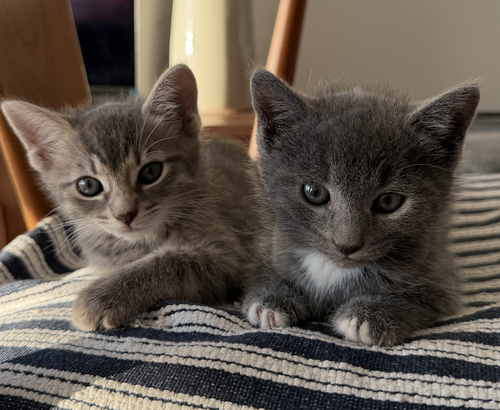 Sakura & Haru, Baby Domestic Short Hair (short coat), cat for adoption in Kearny, New Jersey