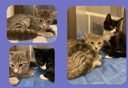 Colbert & Kimmel, Domestic Short Hair / Mixed, cat for adoption in Kearny, New Jersey
