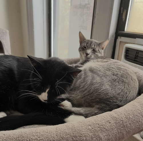 Colbert & Kimmel, Domestic Short Hair / Mixed, cat for adoption in New Rochelle, New York