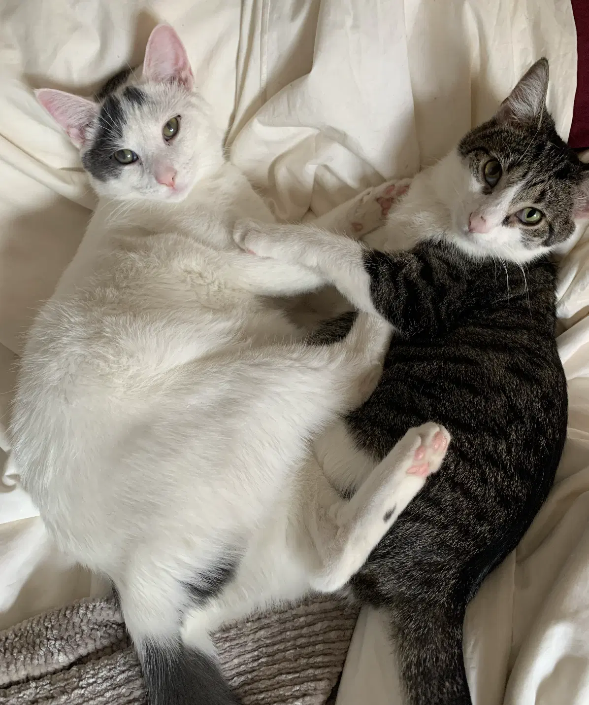 Dickory  Dock - Domestic Short Hair