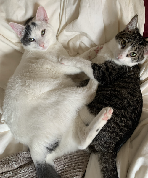 Dickory & Dock, Adult Domestic Short Hair (short coat), cat for adoption in Kearny, New Jersey