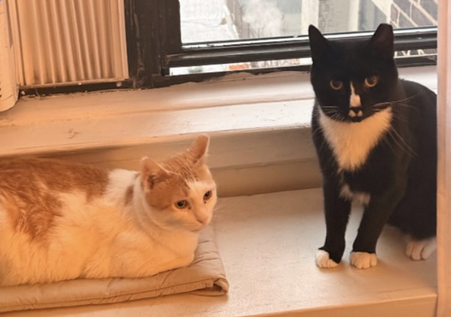 Lucy & Ricky, Domestic Short Hair, cat for adoption in Kearny, New Jersey