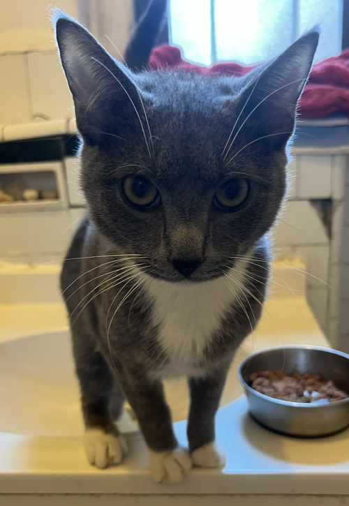 Nelly & Ida, Domestic Short Hair, cat for adoption in Kearny, New Jersey
