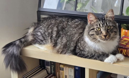 Laughter, Domestic Short Hair / Mixed, cat for adoption in Kearny, New Jersey