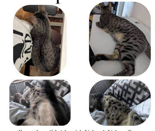 Velcro, Domestic Short Hair / Mixed, cat for adoption in Kearny, New Jersey
